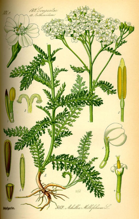 Schafgarbe Blüten bio